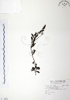 藏品(玉山水苦賈)的圖片