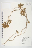 藏品(九爪藤)的圖片