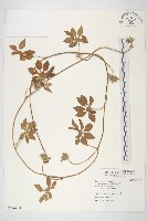 藏品(九爪藤)的圖片