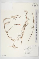 藏品(蔦蘿)的圖片