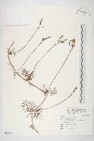 藏品(蔦蘿)的圖片