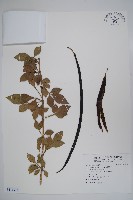 藏品(蠟燭木)的圖片