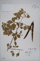 藏品(蠟燭木)的圖片