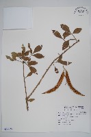 藏品(食用蠟燭木)的圖片