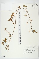 藏品(紅花野牽牛)的圖片