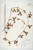 藏品(紅花野牽牛)的圖片