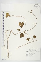 藏品(紅花野牽牛)的圖片