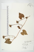 藏品(紅花野牽牛)的圖片