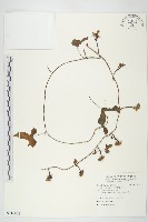 藏品(紅花野牽牛)的圖片