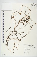 藏品(紅花野牽牛)的圖片