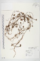 藏品(紅花野牽牛)的圖片