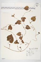 藏品(紅花野牽牛)的圖片