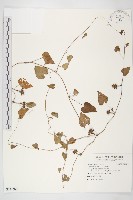 藏品(紅花野牽牛)的圖片