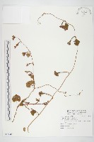 藏品(紅花野牽牛)的圖片