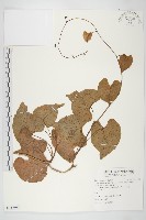 藏品(圓萼天茄兒)的圖片