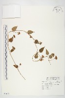 藏品(娥房藤)的圖片