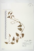 藏品(娥房藤)的圖片