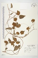 藏品(長梗毛娥房藤)的圖片