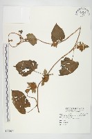 藏品(長梗毛娥房藤)的圖片