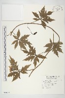 藏品(七爪牽牛花)的圖片