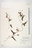 藏品(菜欒藤)的圖片