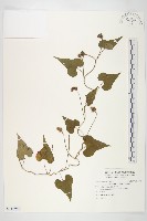 藏品(菜欒藤)的圖片