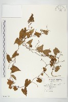 藏品(菜欒藤)的圖片