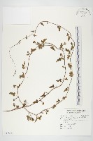 藏品(卵葉菜欒藤)的圖片