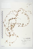 藏品(卵葉菜欒藤)的圖片