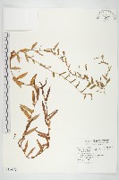 藏品(戟葉菜欒藤)的圖片