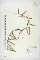 藏品(戟葉菜欒藤)的圖片