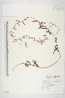 藏品(戟葉菜欒藤)的圖片