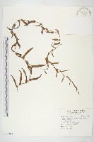 藏品(戟葉菜欒藤)的圖片