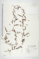 藏品(戟葉菜欒藤)的圖片