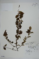 藏品(燈稱花、烏雞骨)的圖片