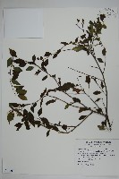 藏品(燈稱花、烏雞骨)的圖片