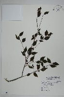 藏品(燈稱花、烏雞骨)的圖片