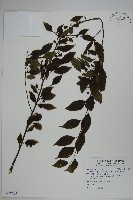 藏品(燈稱花、烏雞骨)的圖片