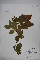 藏品(草野氏冬青)的圖片