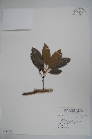 藏品(松田氏冬青)的圖片