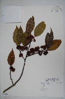 藏品(朱紅水木)的圖片