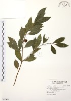 藏品(烏來冬青)的圖片