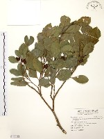 藏品(南臺冬青)的圖片