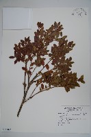 藏品(雲南冬青)的圖片