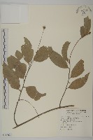 藏品(南華南蛇藤，青江藤)的圖片