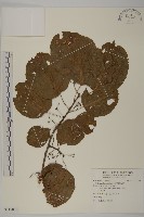 藏品(大葉南蛇藤)的圖片