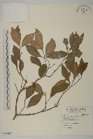 藏品(菱葉衛矛)的圖片