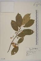 藏品(光果南蛇藤)的圖片