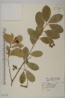 藏品(交趾衛矛)的圖片