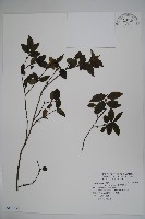 藏品(密毛假黃楊)的圖片